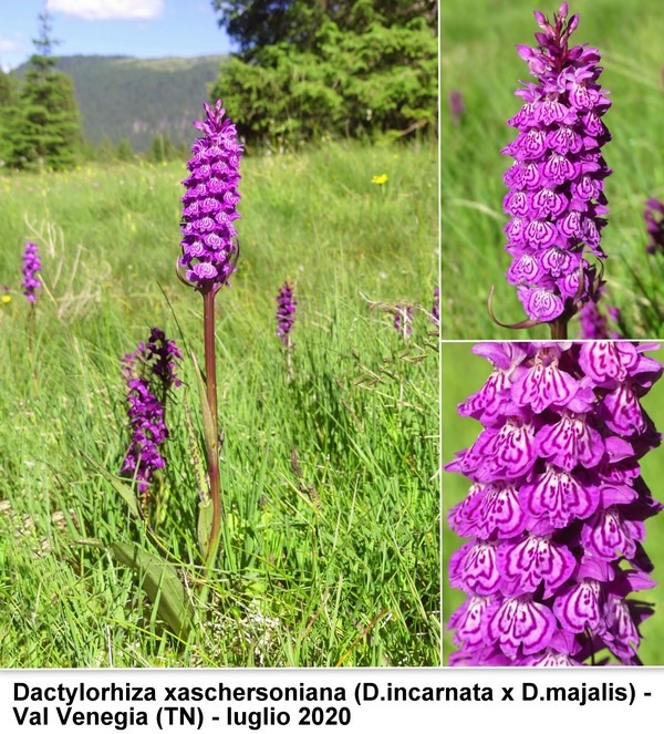 DACTYLORHIZA: immagini di una splendida orchidacea.